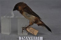 藏品(白腰文鳥)的圖片